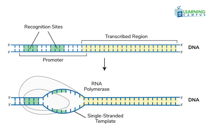 Initiation in RNA synthesis