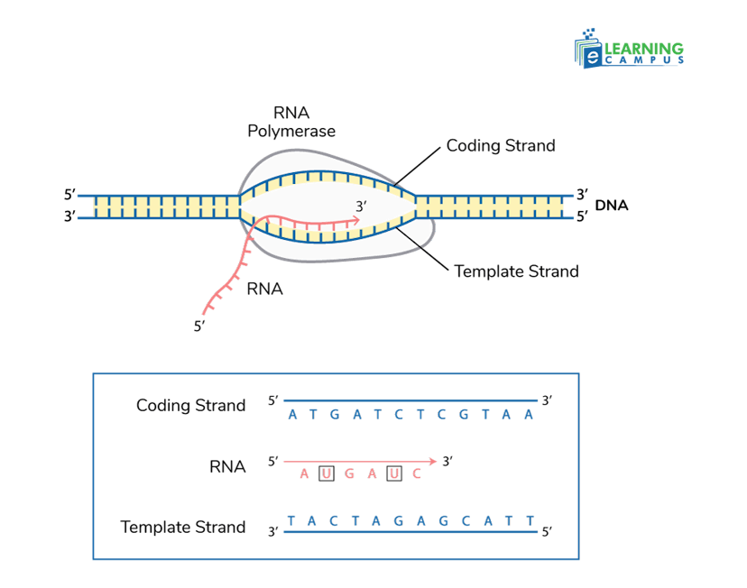 Elongation is the second stage in RNA synthesis