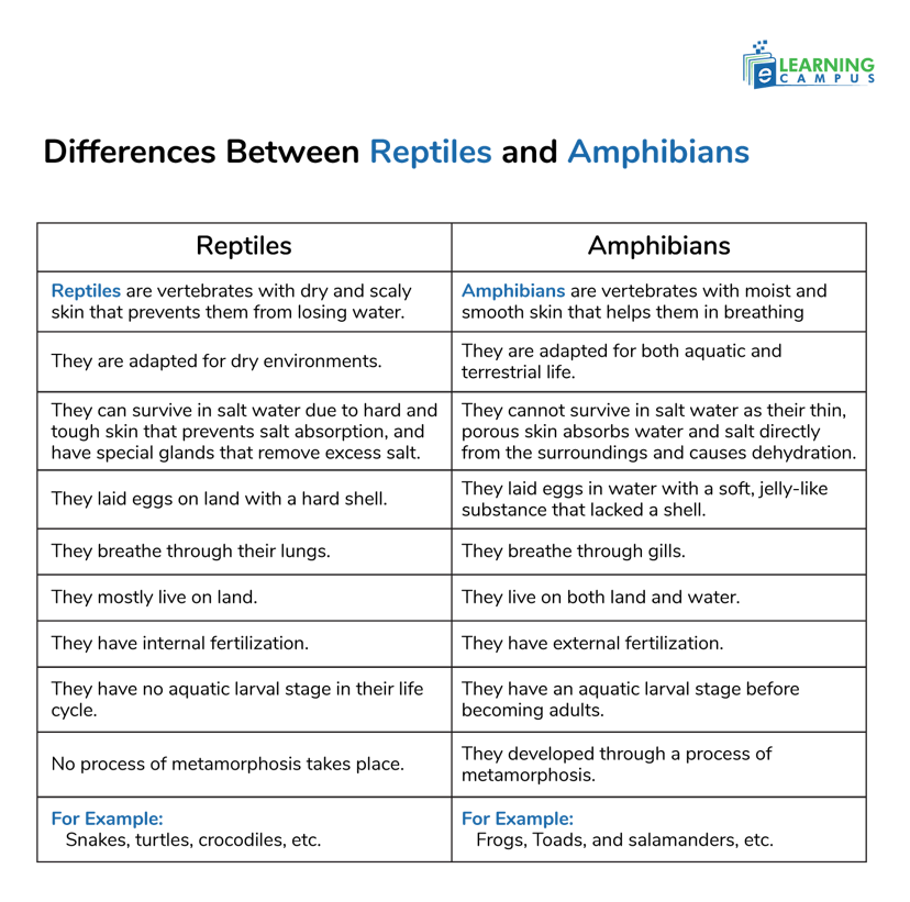 Differences Between Reptiles and Amphibians