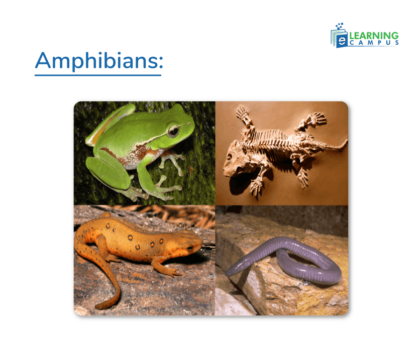 Characteristics of Amphibians