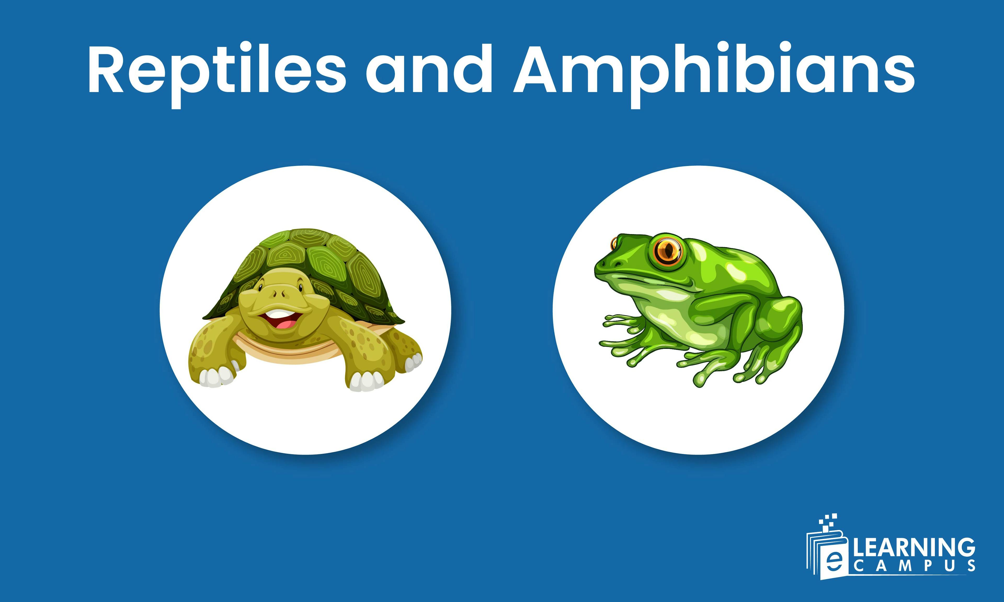 Reptiles and Amphibians