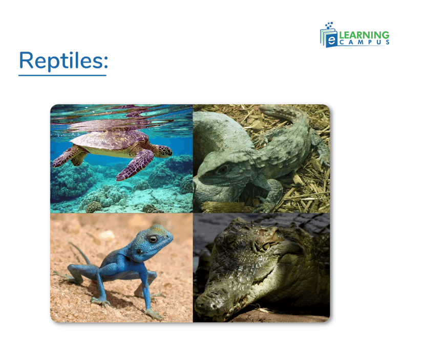 Characteristics of Reptiles