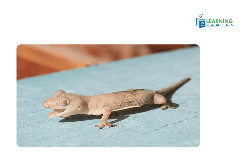 Are Geckos Lizards Amphibians?