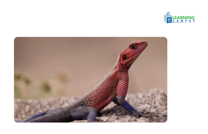 Are Lizards, Reptiles, or Amphibians