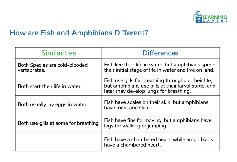 Similarities and differences between fish and amphibians