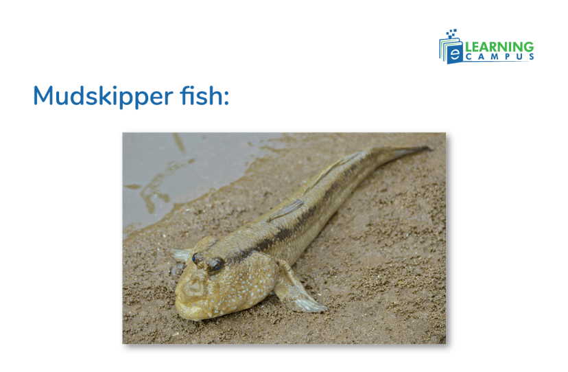  Are Mudskipper fish or Amphibians 