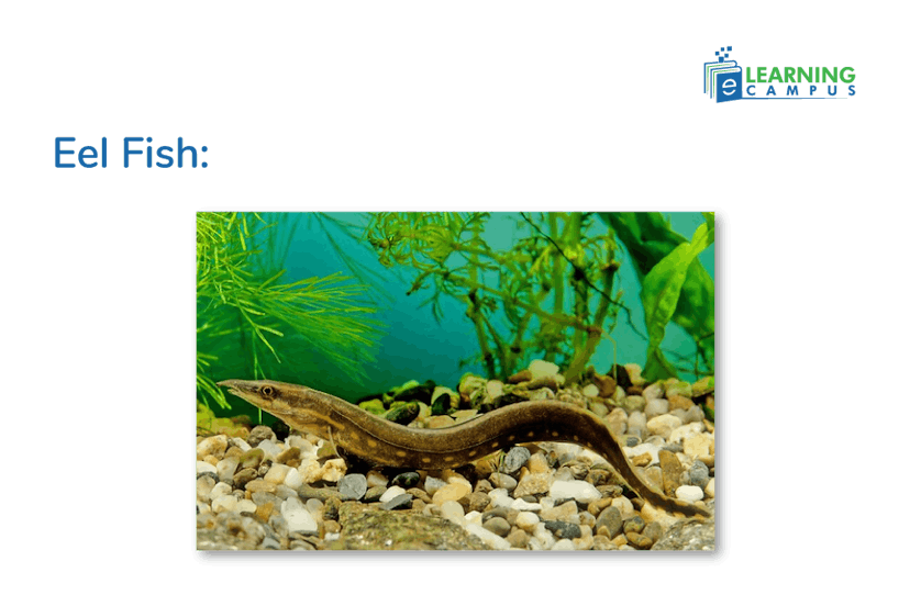 Are Eel Fish or Amphibians?