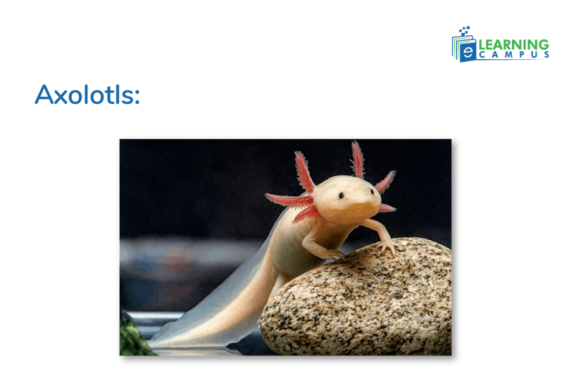  Are Axolotls Amphibians or fish 