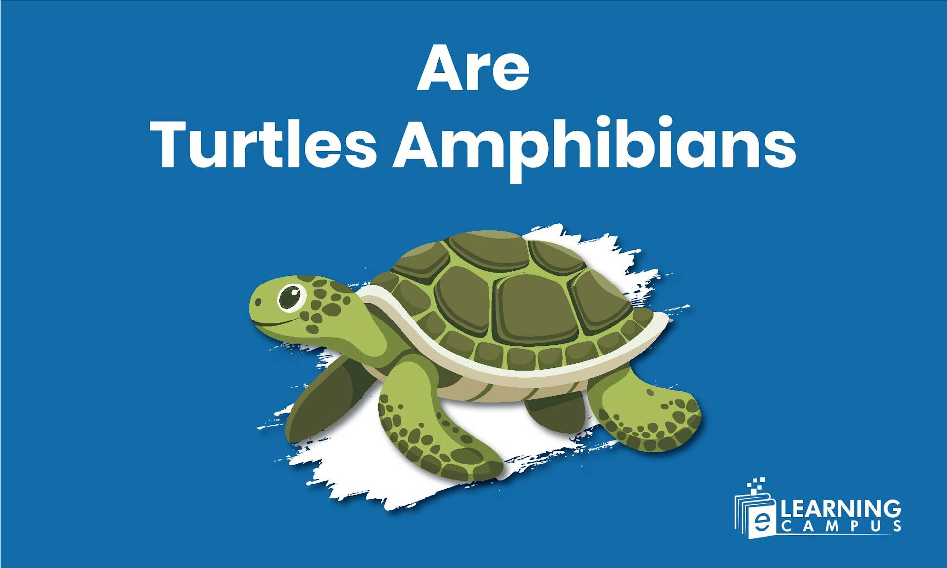 Are Turtles Amphibians or Reptiles?
