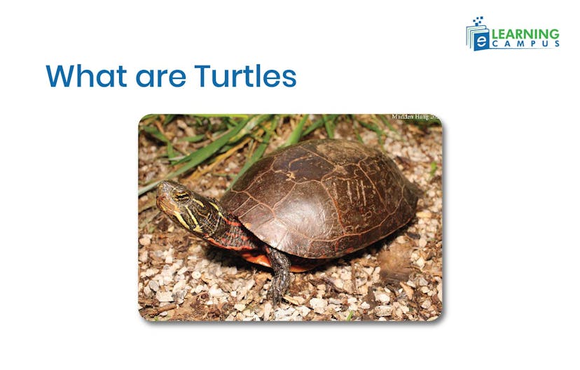 What are Turtles
