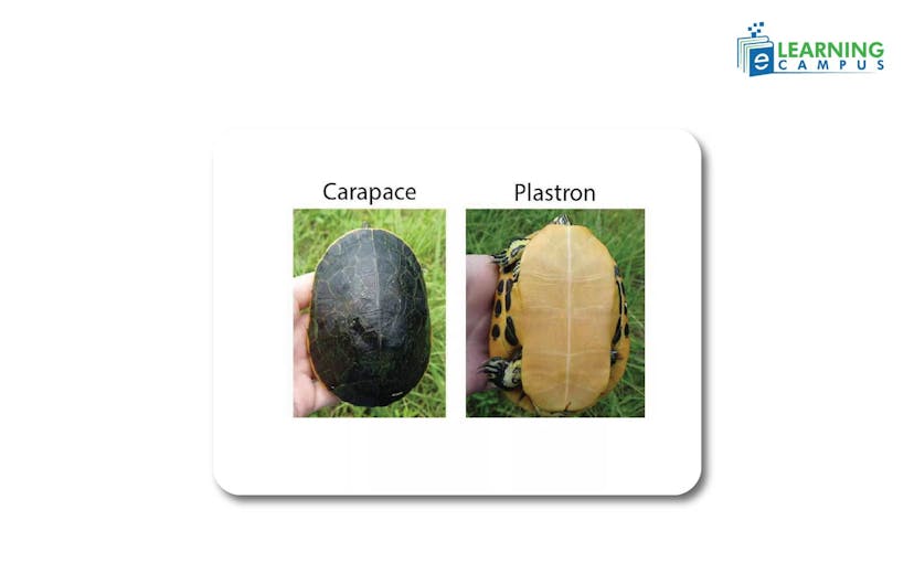 Parts of the turtle's body