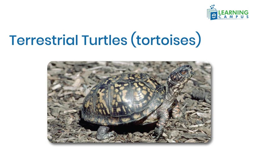 Terrestrial Turtles (tortoises)