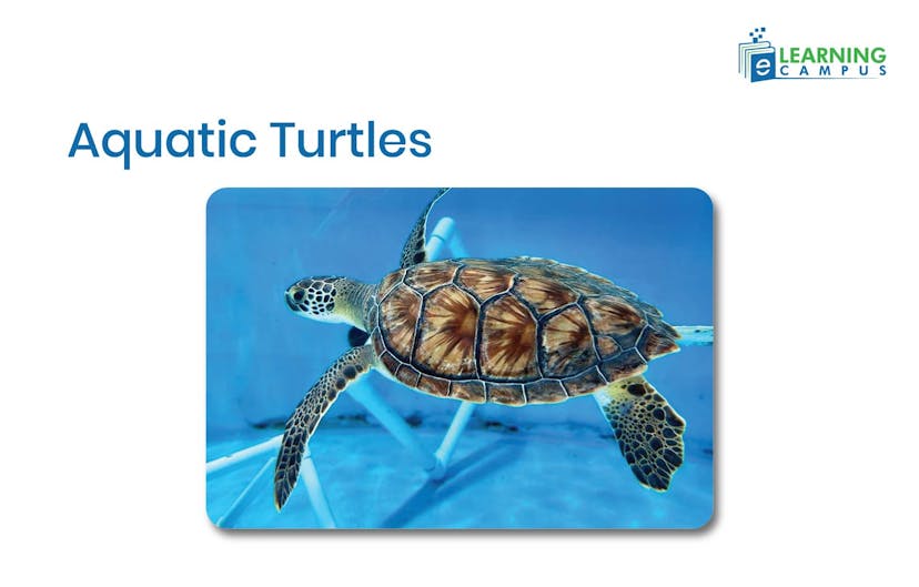 Aquatic Turtles