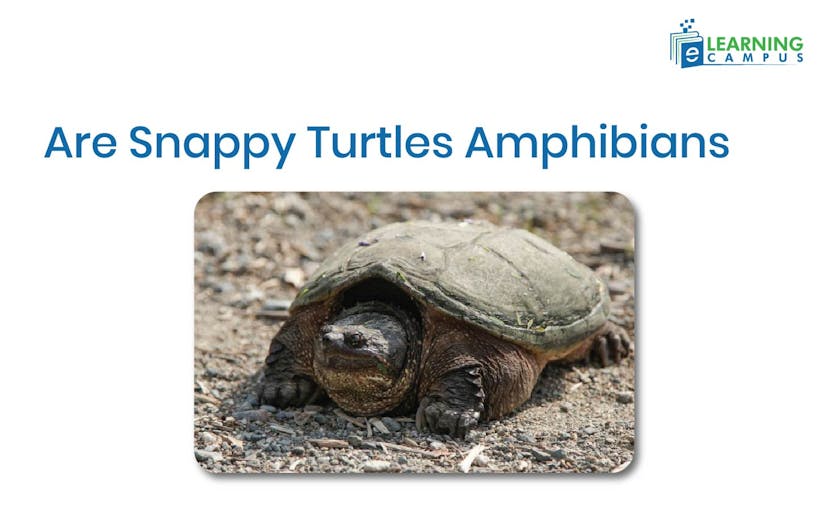 Snappy turtles are large freshwater turtles