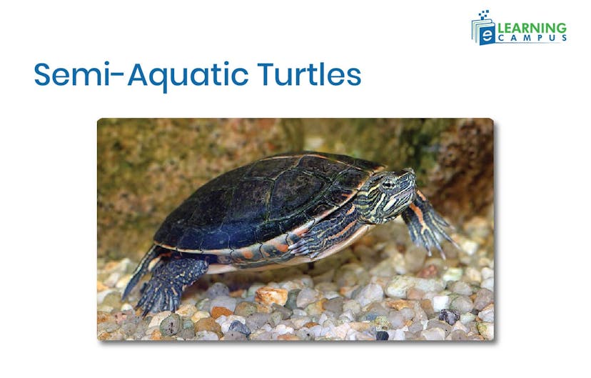 Semi-Aquatic Turtles