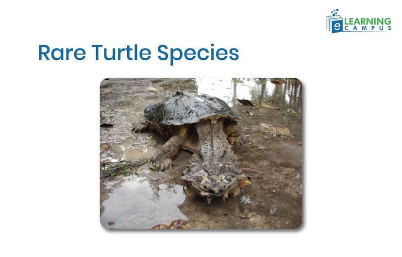  Rare Turtle Species-Mata-mata