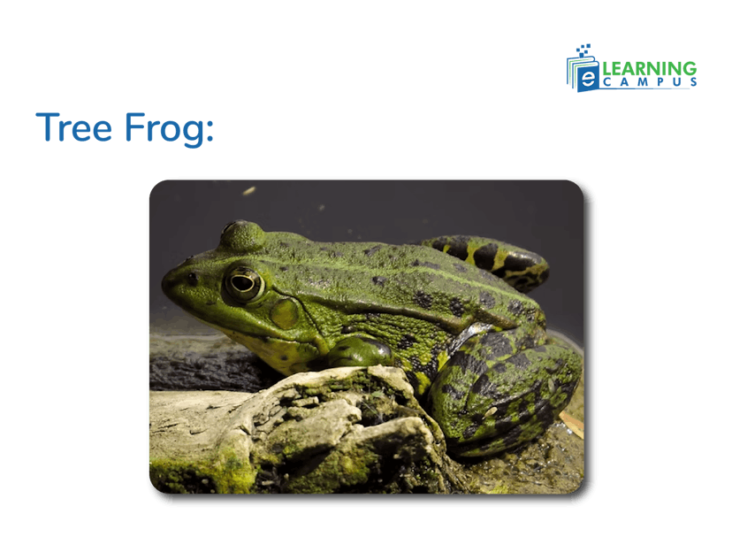 Example of Sticky-Footed Amphibians-Tree Frog