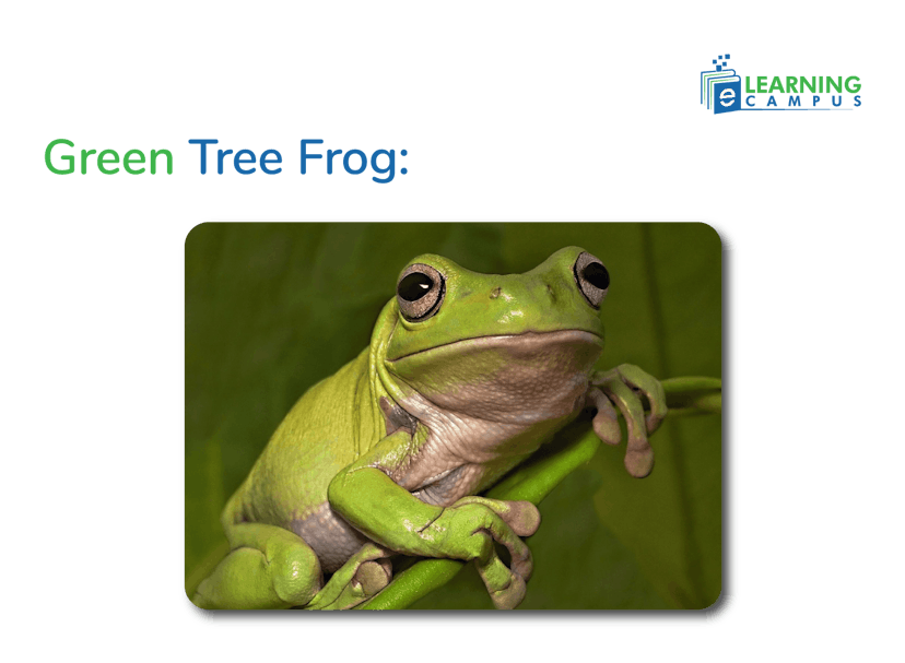 Example of Sticky-Footed Amphibians- GreenTree Frog
