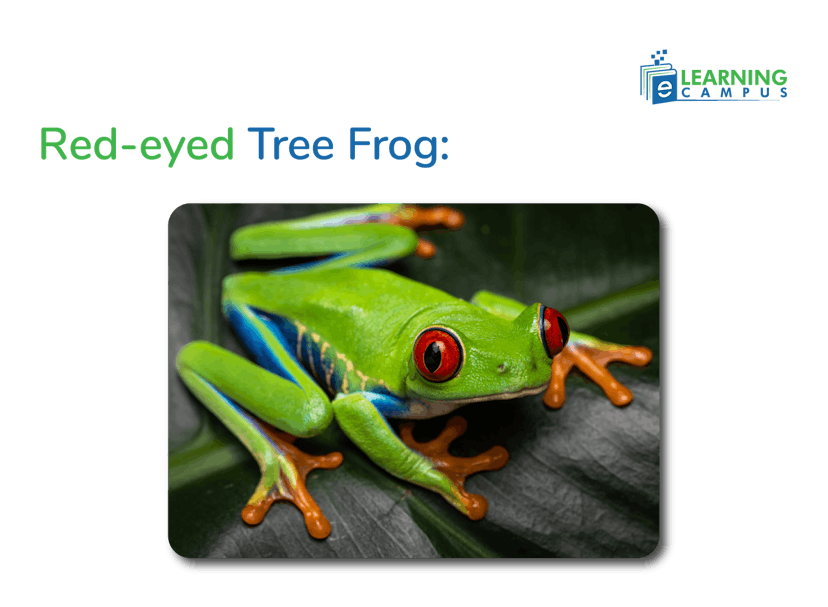 Example of Sticky-Footed Amphibians-Red Eye Tree Frog