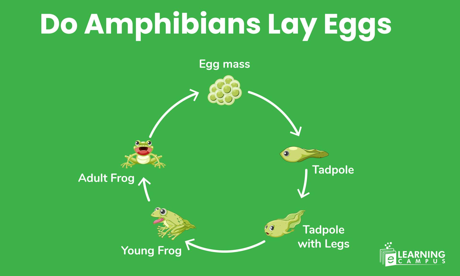 Do Amphibians Lay Eggs?