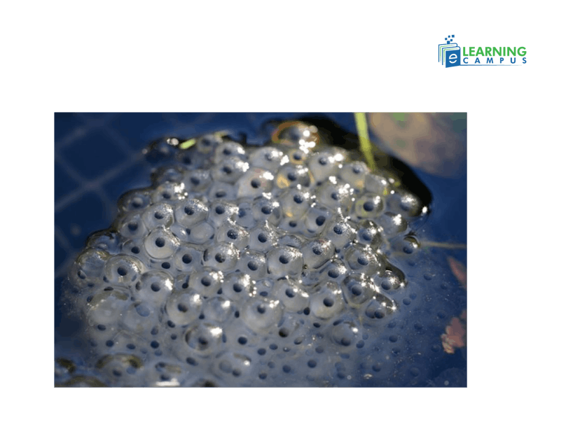 Characteristics of Amphibian Eggs