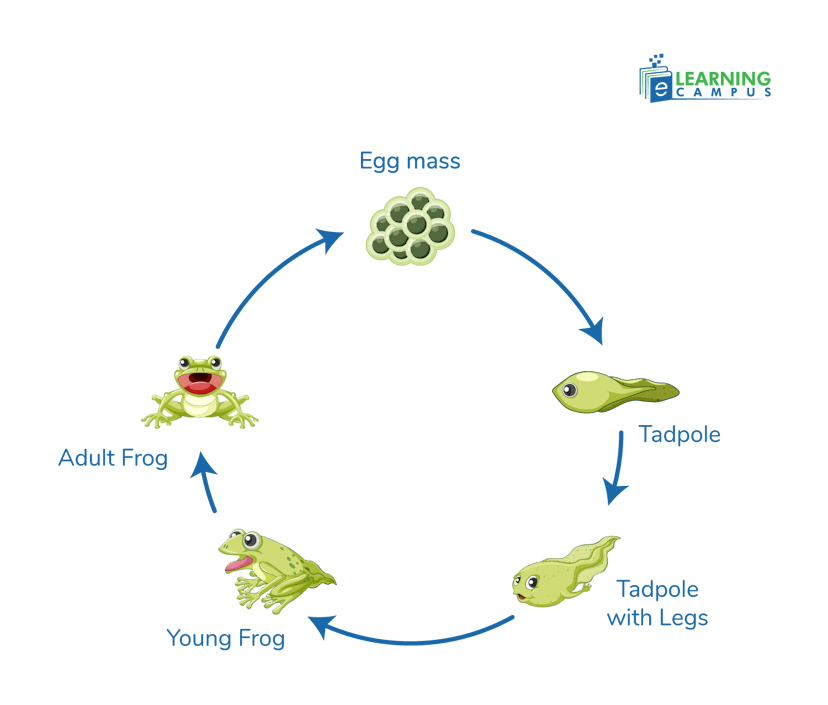 Amphibian Life-Cycle