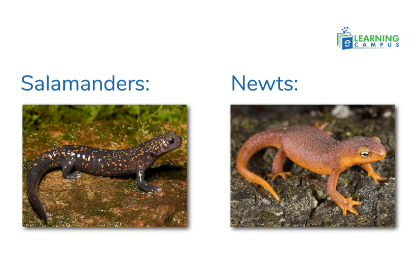 Amphibian Pets-Salamanders and Newts 