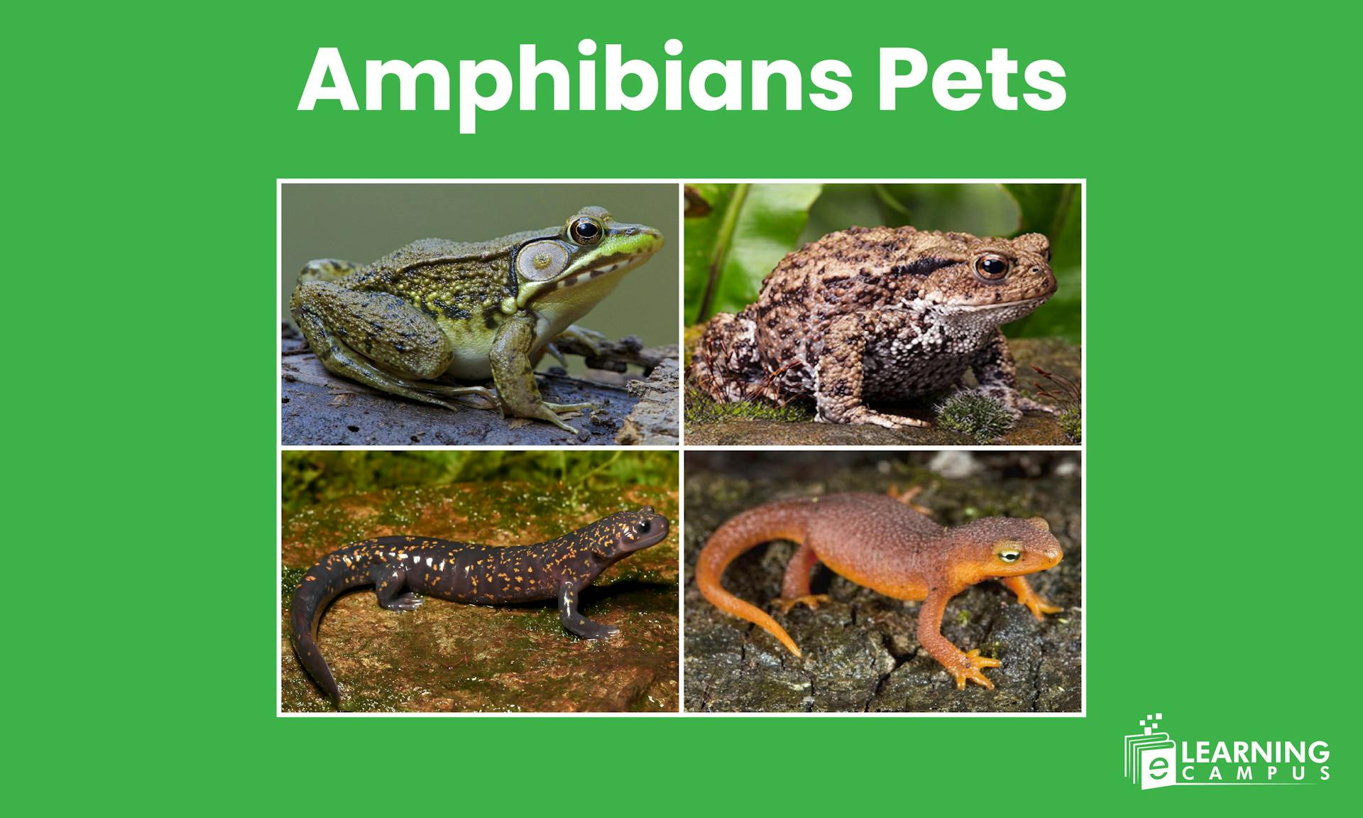 Amphibians Pets