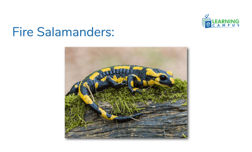 Fire salamanders