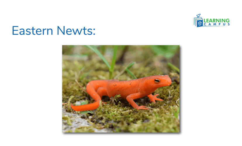 Eastern Newts