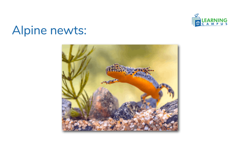 Alpine newts