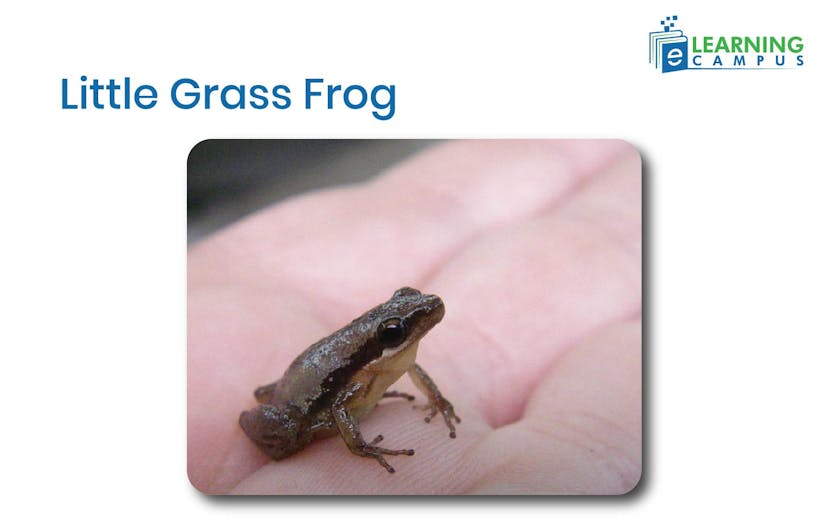 Little Grass Frog