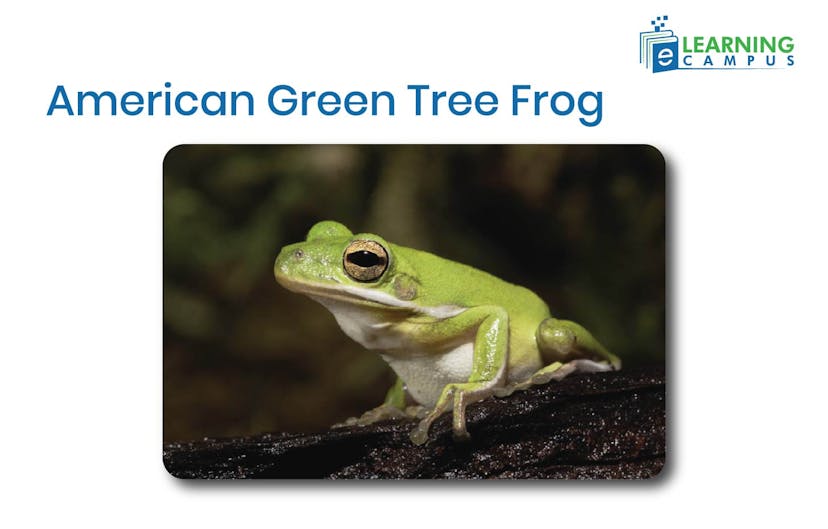 American Green Tree Frog