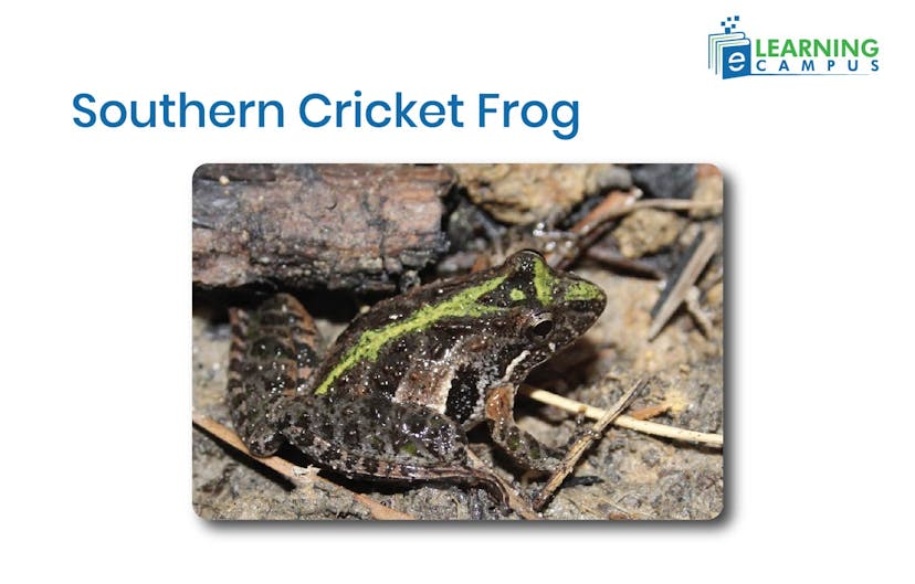 Southern Cricket Frog