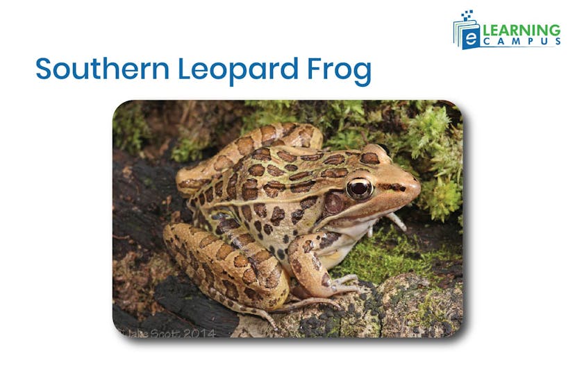 Southern Leopard Frog 