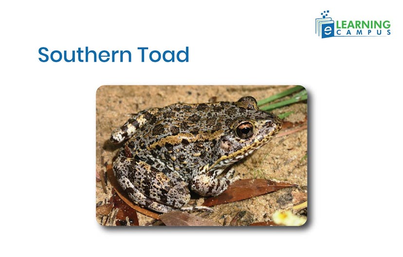 Southern Toad