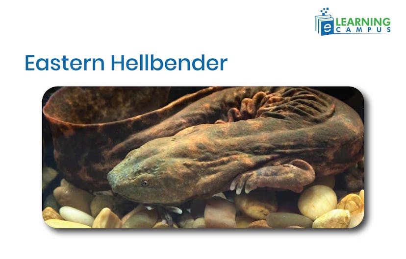 Eastern Hellbender