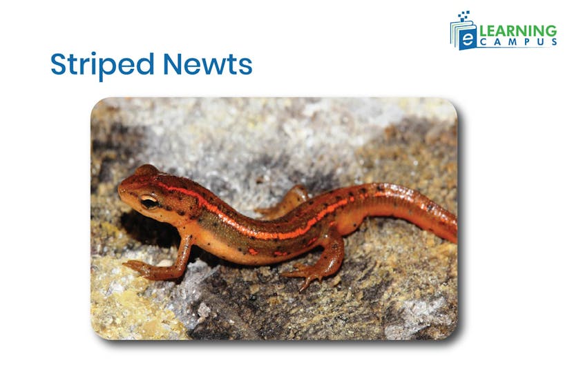 Striped Newts