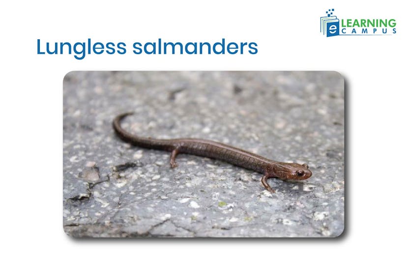 Lungless salmanders