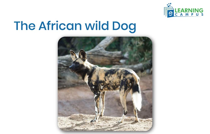 Wild Dog, an African mammal with Striped Legs