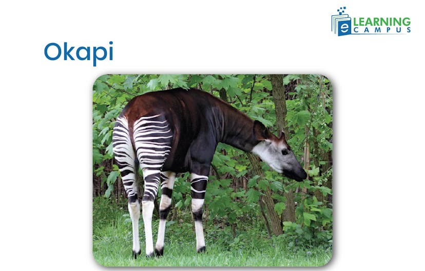 Okapi, an African mammal with Striped Legs