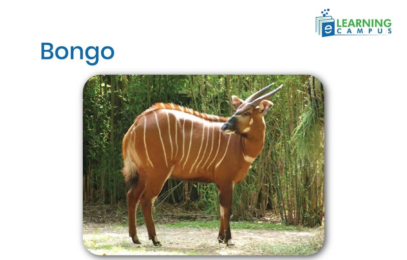 Bongo, an African mammal with Striped Legs