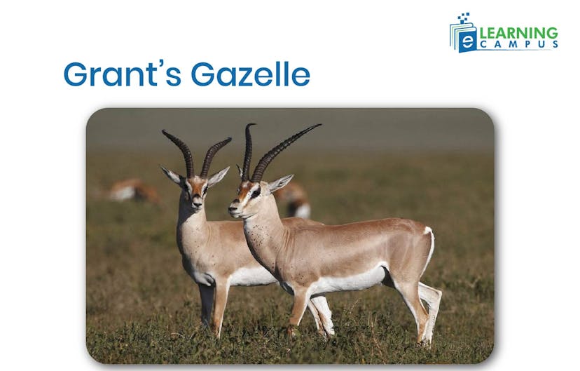 Grant’s Gazelle, an African mammal with Striped Legs