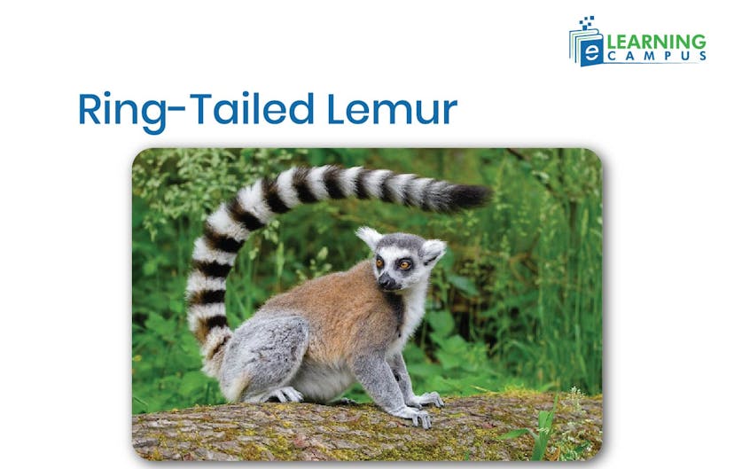 Ring-tailed lemur, an African mammal with Striped Legs