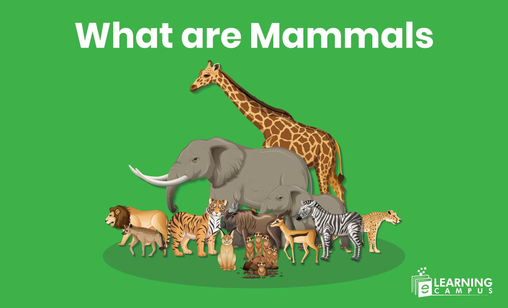 What Are Mammals
