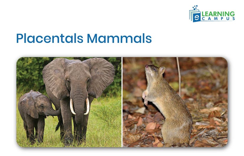 Placentals Mammals