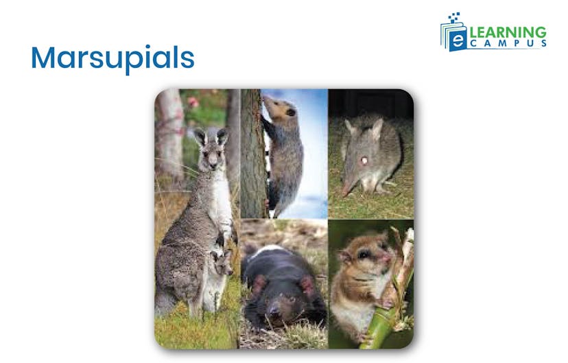Marsupial Mammals 
