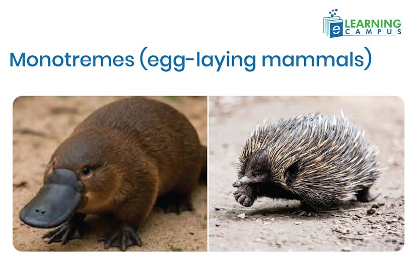 Monotremes (egg-laying mammals)