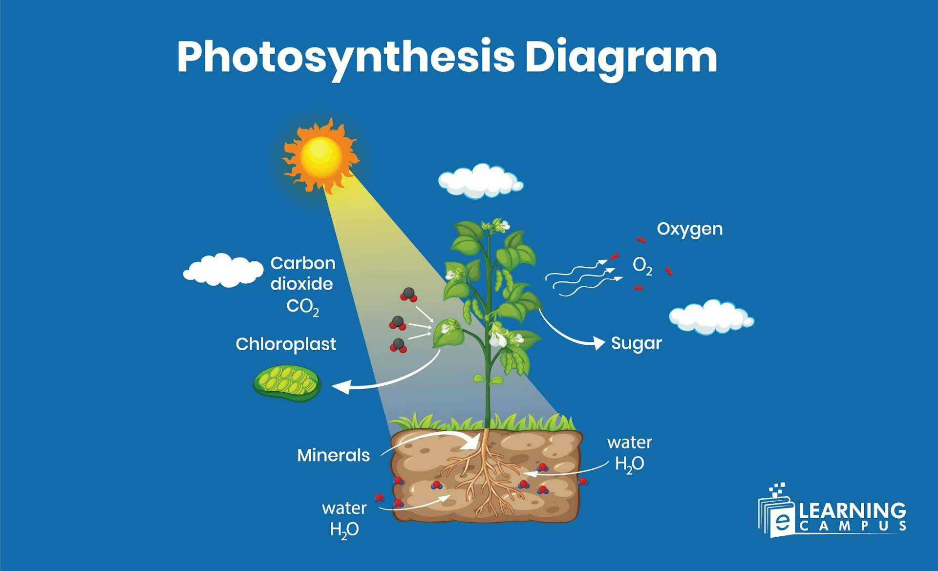 Photosynthesis Diagram Explained