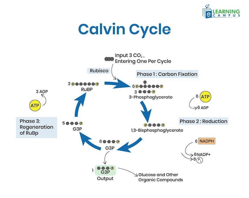 Calvin Cycle-Photosynthesis Explained With Diagram